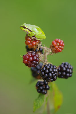 Laubfrosch Jungtier
