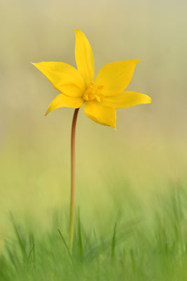 Weinbergtulpe