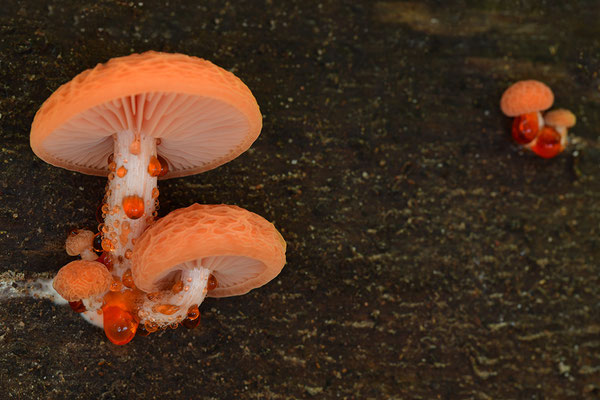Orangeroter Adernseitling