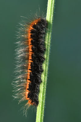 Brauner Bär Raupe