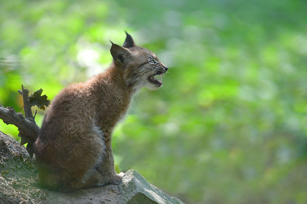 Luchs Jungtier