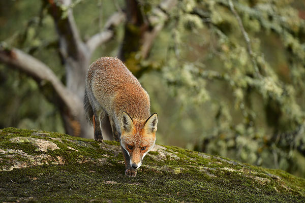 Fuchs