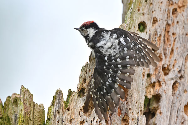 Kleinspecht Männchen