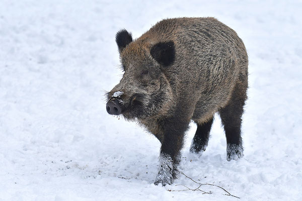 Wildschwein