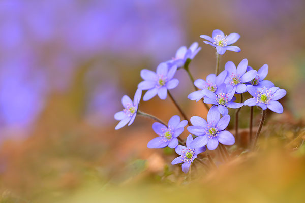 Leberblümchen