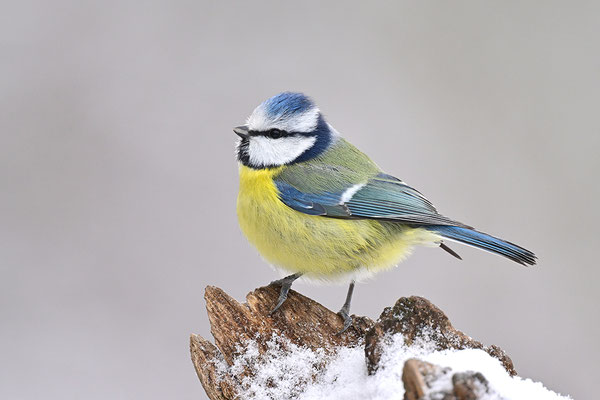 Blaumeise