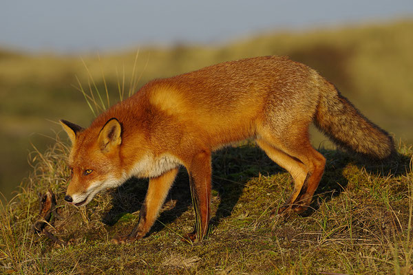 Fuchs
