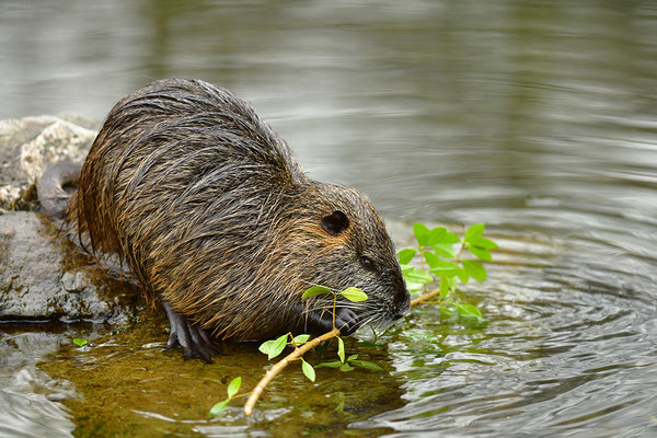 Nutria fressend