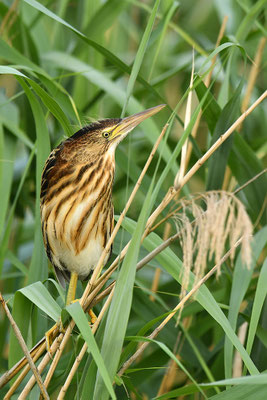 Zwergdommel Jungvogel