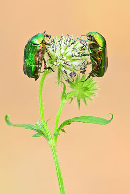 Rosenkäfer