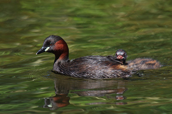 Zwergtaucher