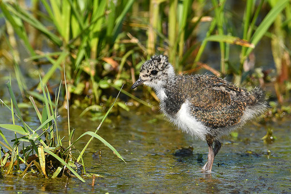 Kiebitz Jungvogel