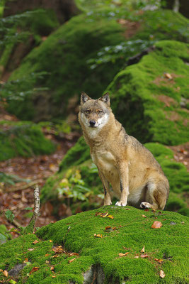 Wolf, Nationalpark Bayrischer Wald Tierfreigelände Neuschönau