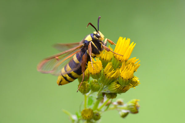 Hornissenglasflügler