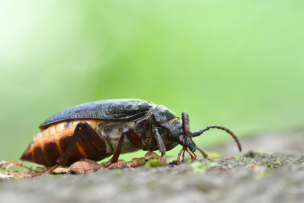 Sägebock
