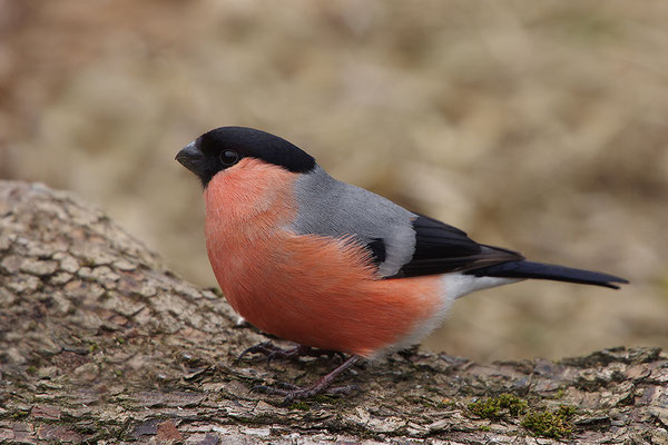 Dompfaff Männchen