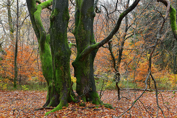 Hutewald Kalterherberg