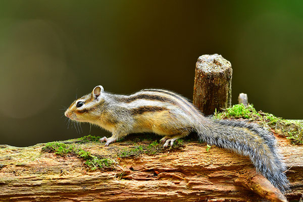 Sibirisches Streifenhörnchen