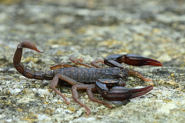 Dufours Skorpion