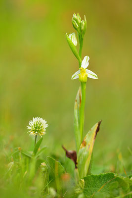 Gelbe Bienenragwurz flavescens
