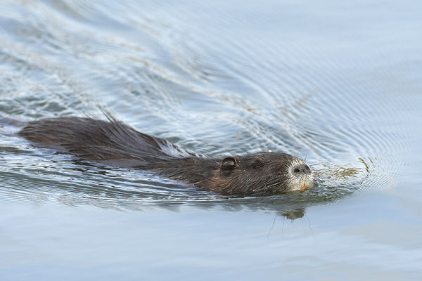 Nutria