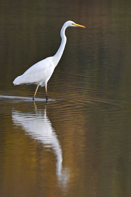 Silberreiher