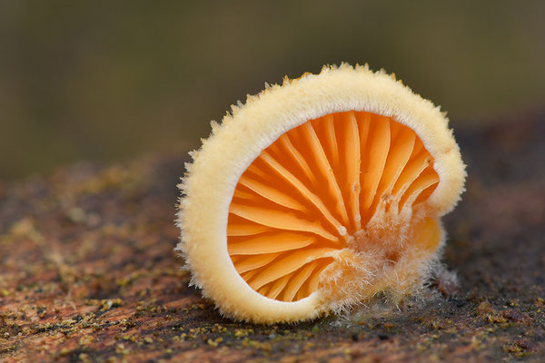Orangeseitling