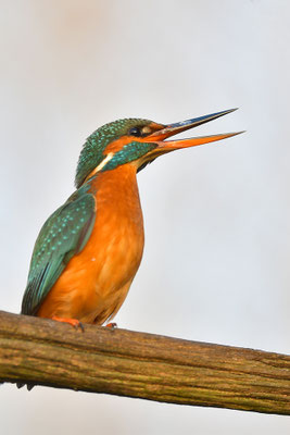 Eisvogel Weibchen