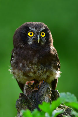 Raufußkauz Jungvogel