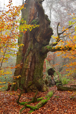 Urwald Sababurg