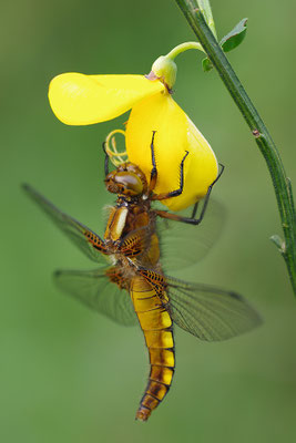 Plattbauch Weibchen
