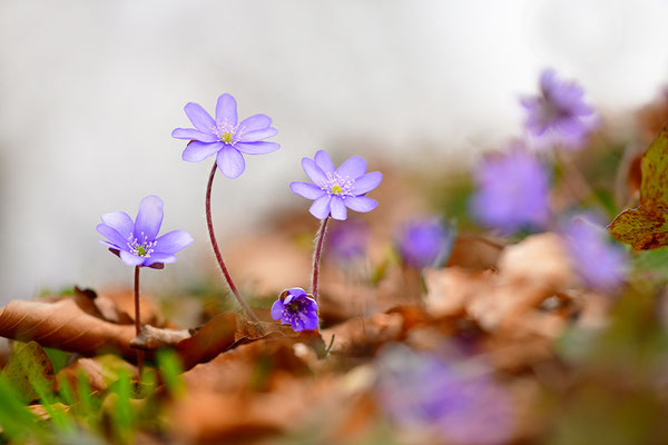 Leberblümchen