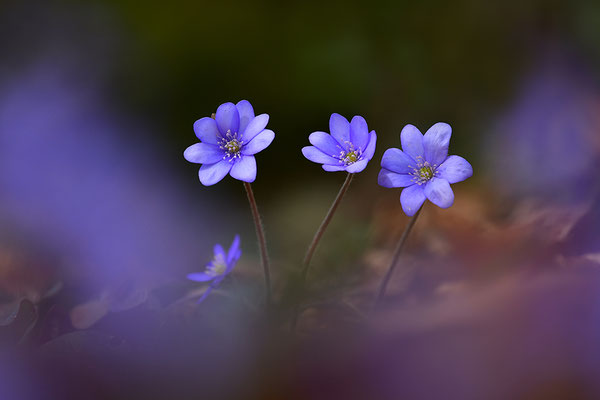 Leberblümchen