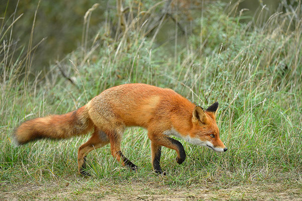 Fuchs