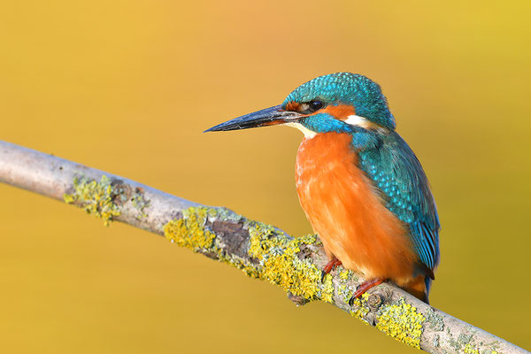 Eisvogel