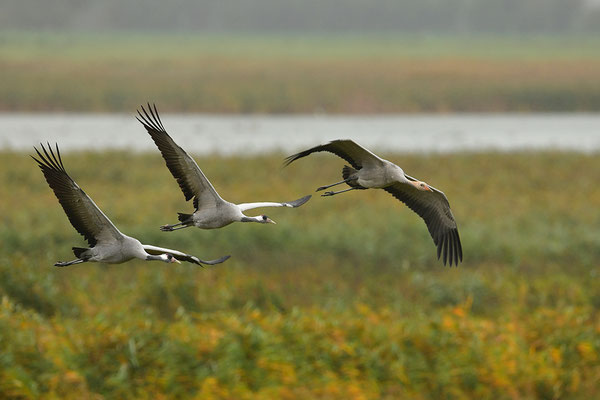 Kranichfamilie im Flug