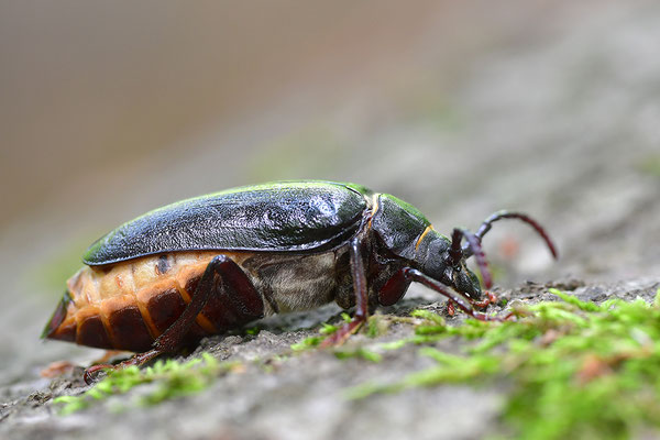 Sägebock