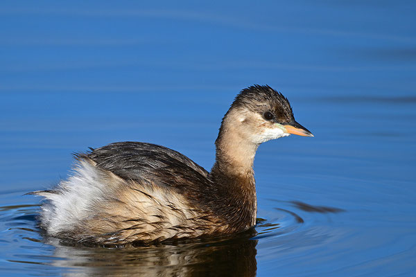 Zwergtaucher