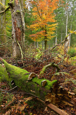 Urwald Nationalpark Eifel