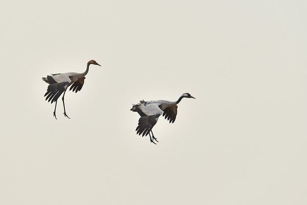 Kraniche im Flug