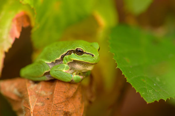 Laubfrosch