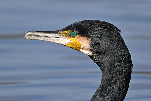 Kormoran Kopfportrait
