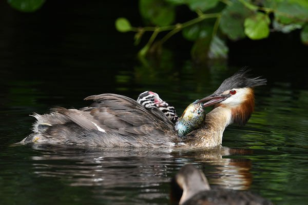 Haubentaucher mit Jungvogel