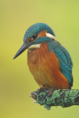 Eisvogel