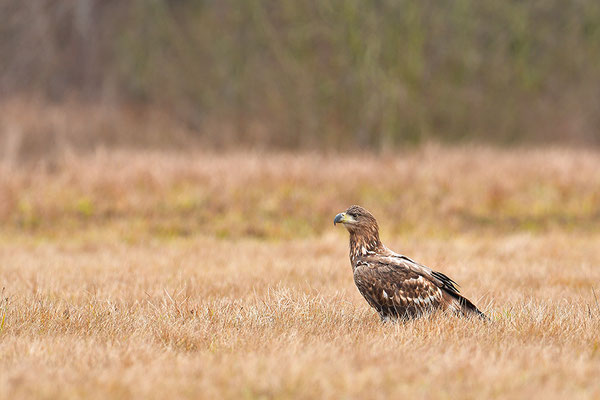 Seeadler