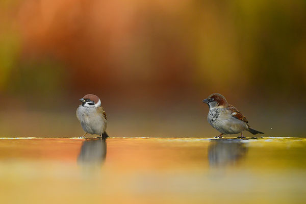 Haussperling und Feldsperling