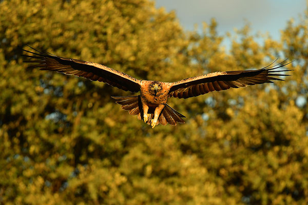 Kaiseradler Jungvogel