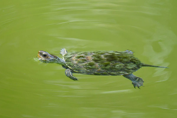 Balkan-Bachschildkröte
