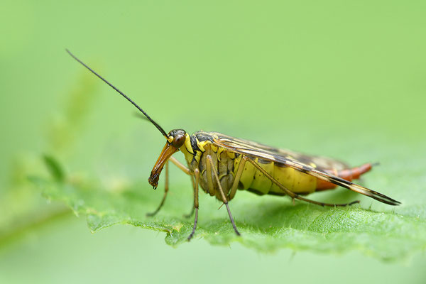 Skorpionsfliege