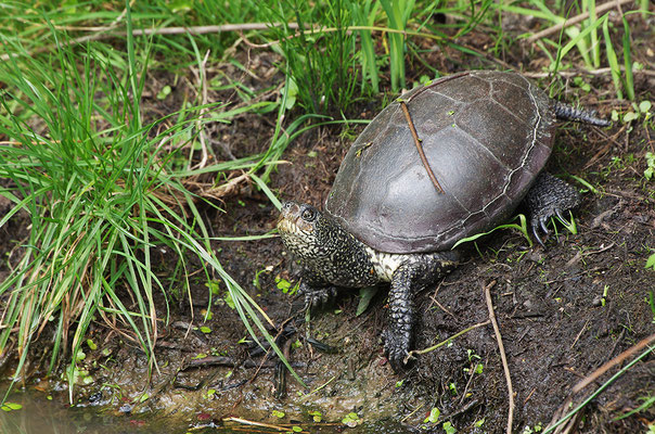 Europäische Sumpfschildkröte